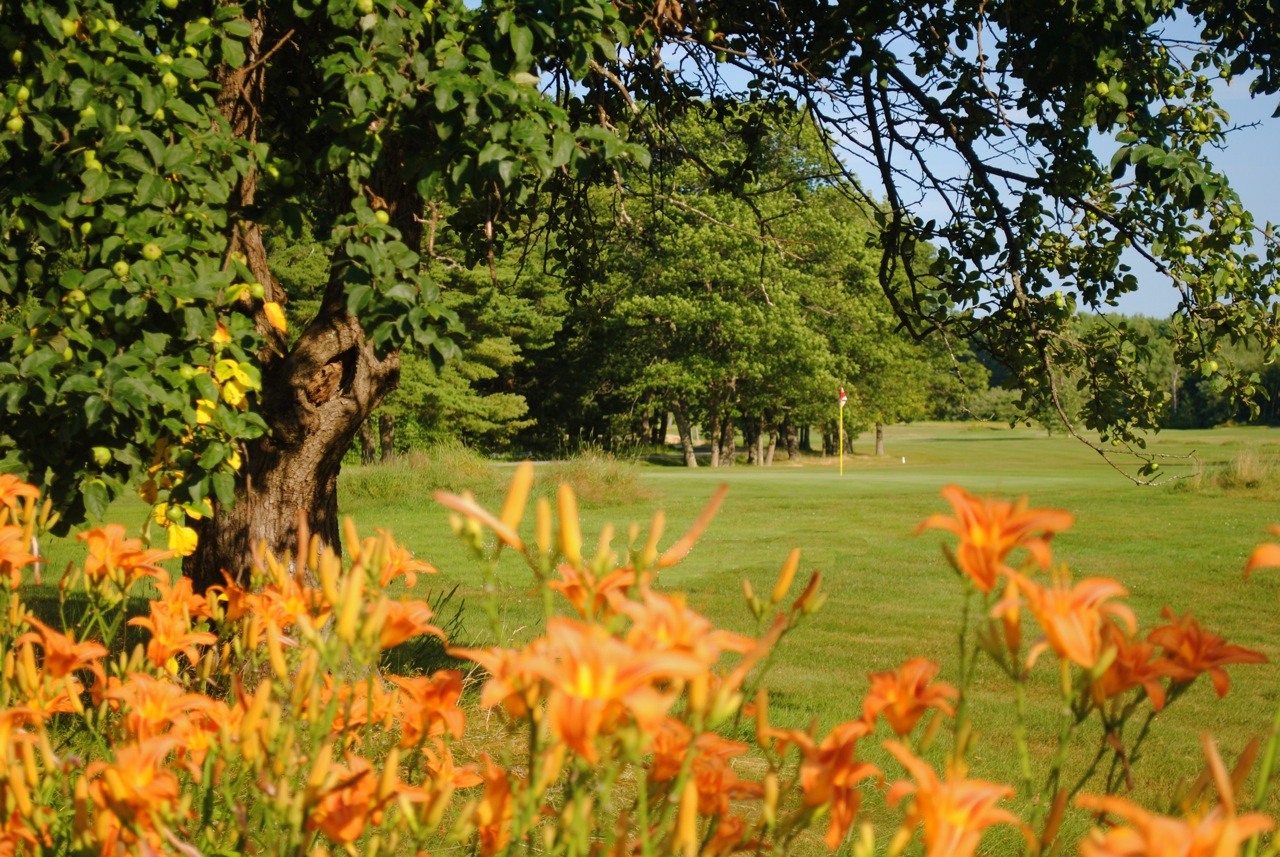 Golden foliage on golf course